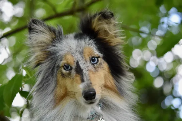 i-all-for-dogs-klasyczne-szelki-norweskie-niebieskie