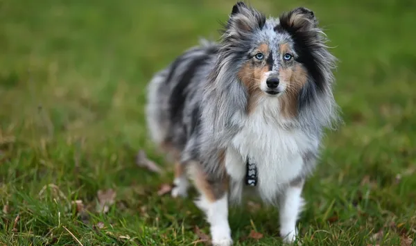 i-zolux-obroza-regulowana-komfort-50cm-25mm-pomaranczowa