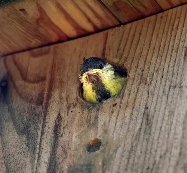i-frontline-spot-on-na-kleszcze-i-pchly-krople-dla-psa-od-2-do-10kg-s-3pipety
