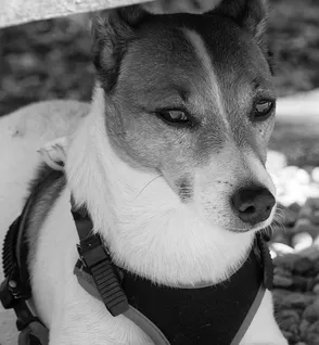 i-all-for-dogs-szelki-sportowe-pomaranczowe-xs-34-54cm
