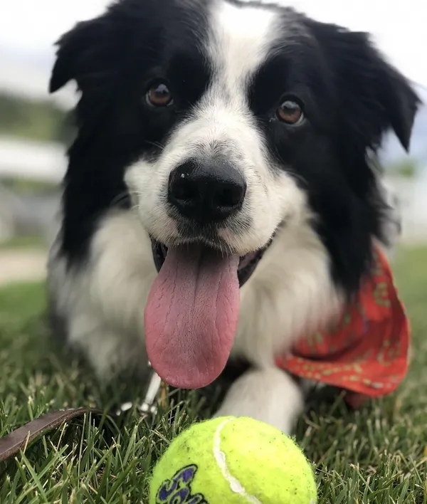 i-chuck-it-tennis-ball-m-57402