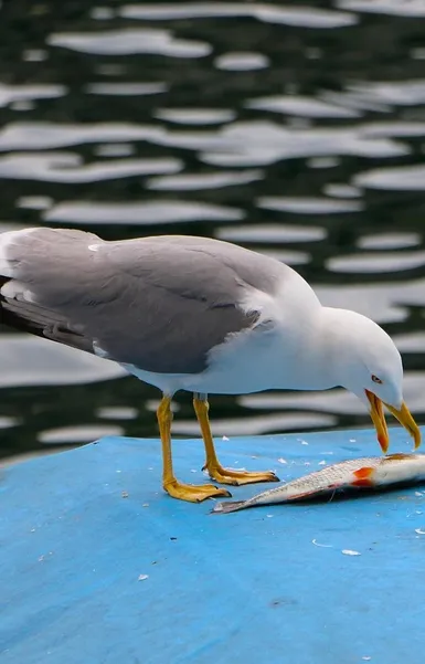 i-dingo-fred-energy-rozmiar-70-szer-2cm-rozowe-94616