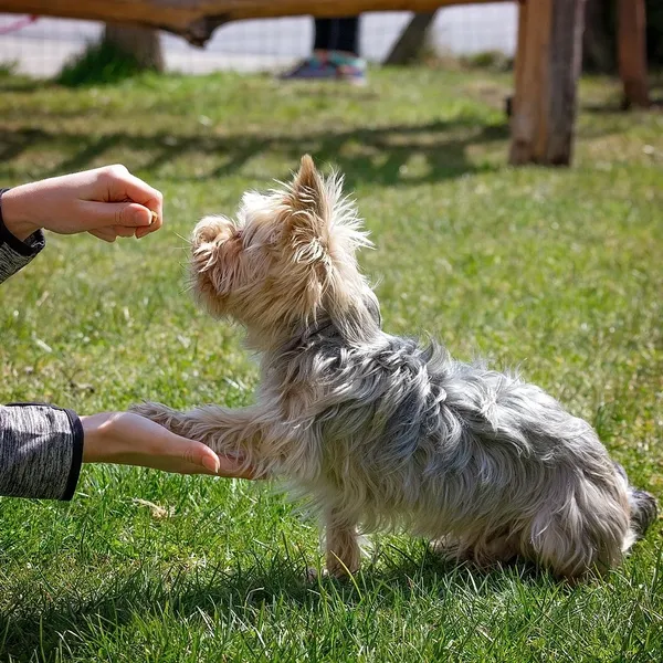 i-pitch-dog-obrecz-treningowa-20cm-pomaranczowy