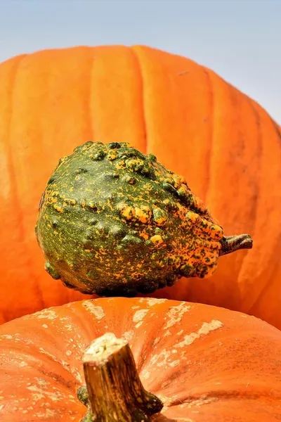 i-n-d-pumpkin-duck-285g
