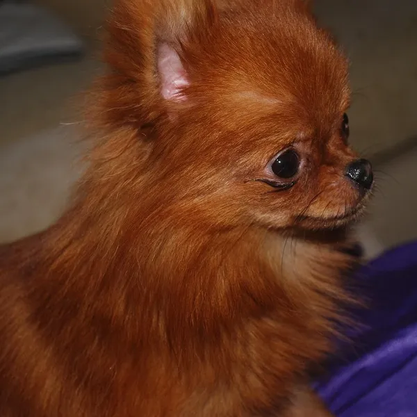 i-acana-heritage-puppy-small-breed-2x6kg
