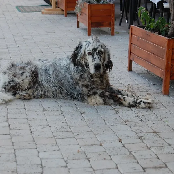 i-animonda-grancarno-adult-wolowina-i-indyk-6x400g