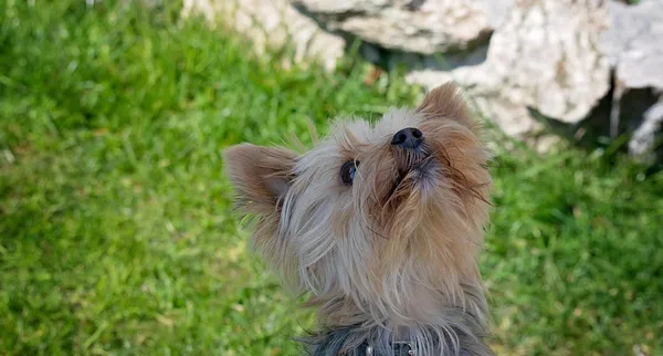 i-amiplay-kurtka-z-kapturem-boston-yorkshire-terrier-29x32-36x46-50cm-szary
